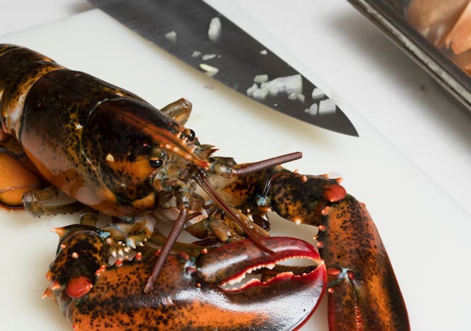 lobster food seafood sea life animal knife weapon blade weaponry