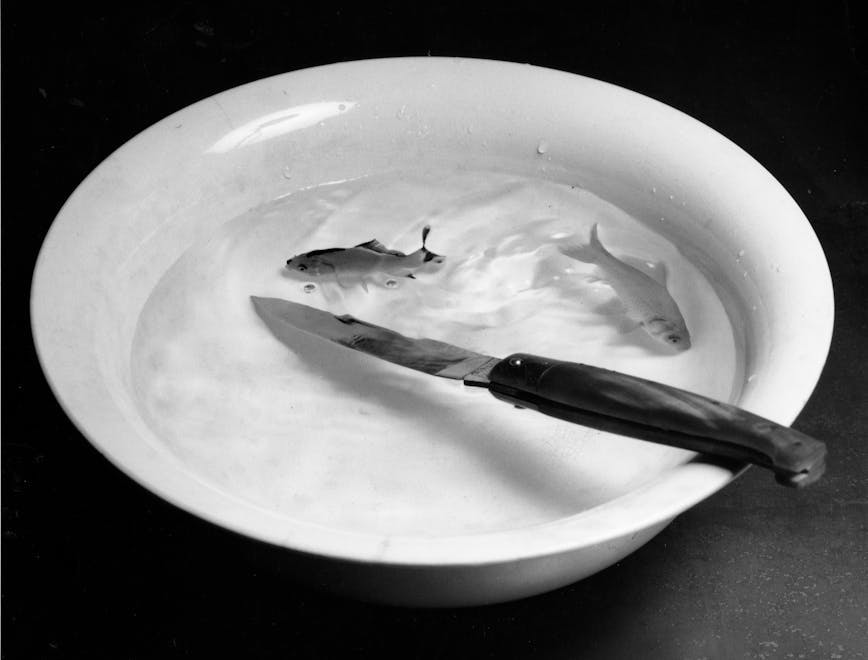 saucer pottery bowl dish food meal bird animal
