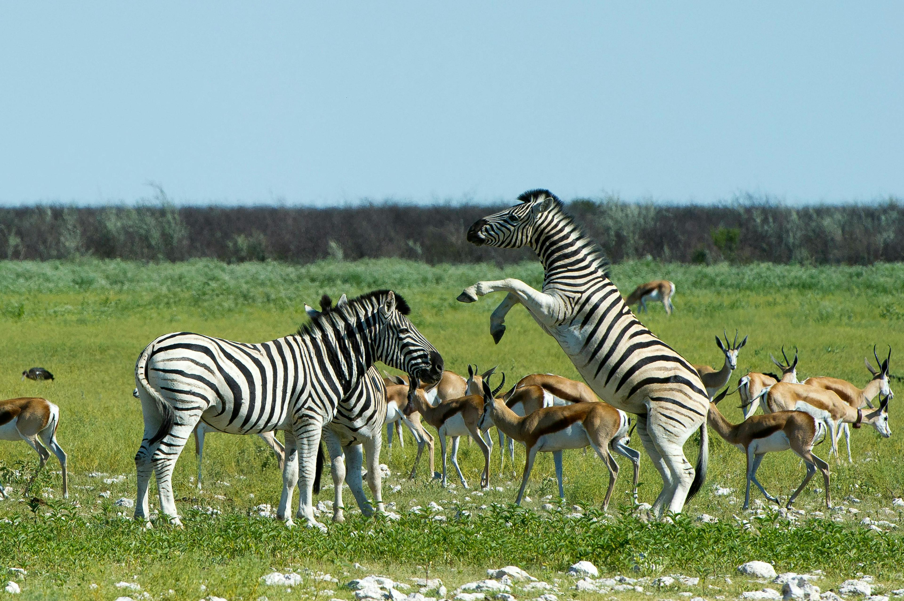 zebra wildlife animal mammal antelope bird