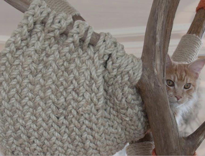 knitting cat animal mammal pet