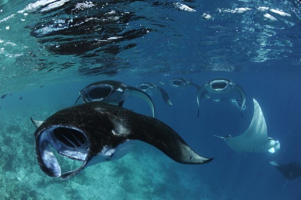 manta ray sea life animal fish outdoors water