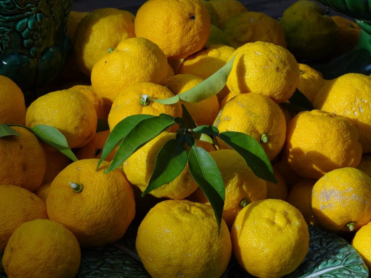 citrus fruit plant fruit food lemon