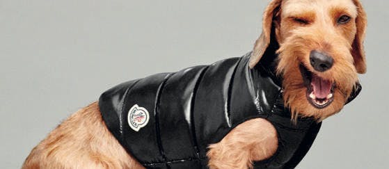 clothing apparel coat canine animal mammal dog pet