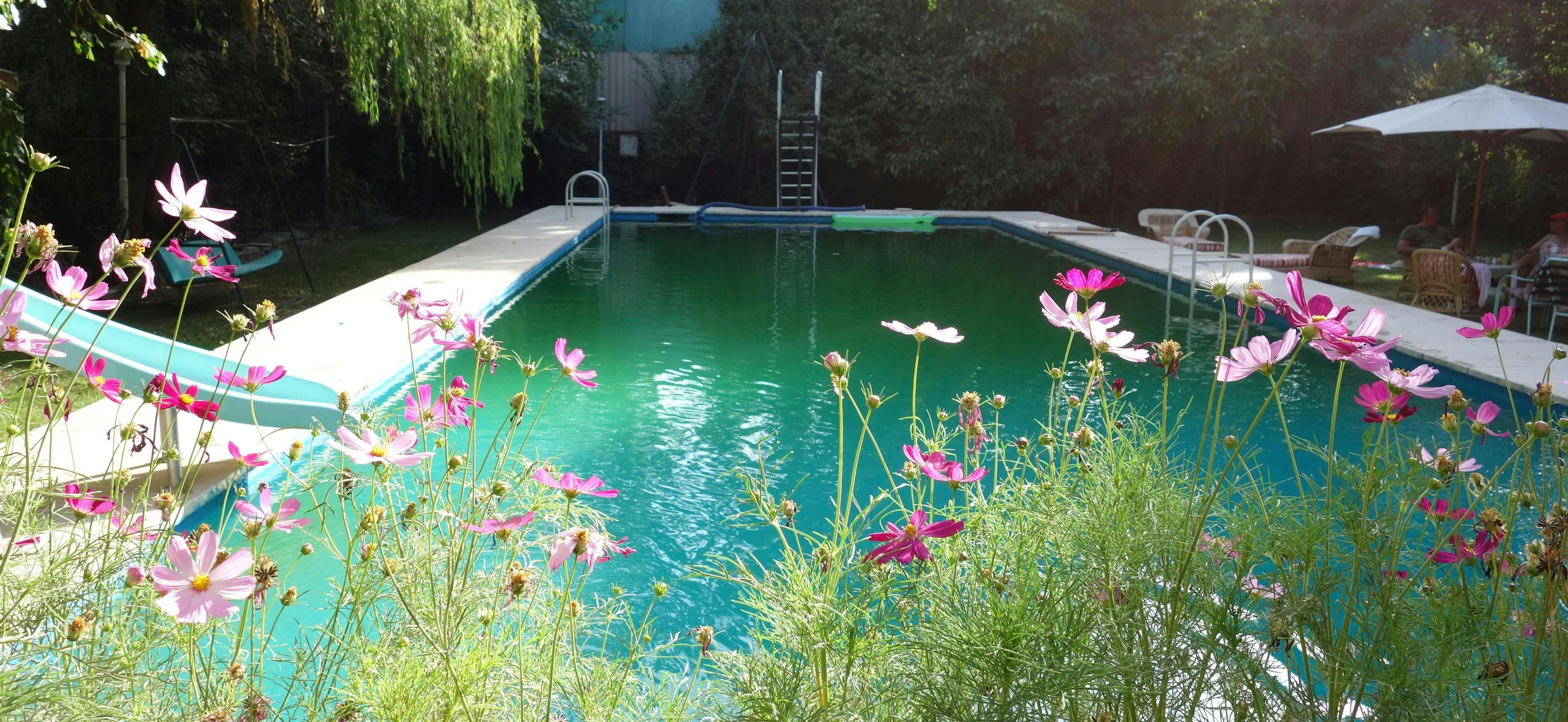 water pool outdoors nature person human swimming pool plant