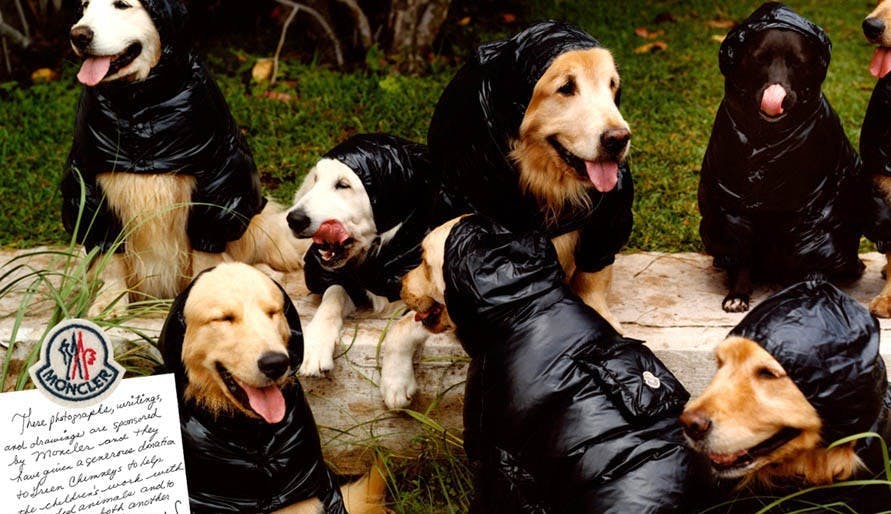 clothing apparel dog canine animal pet mammal person human