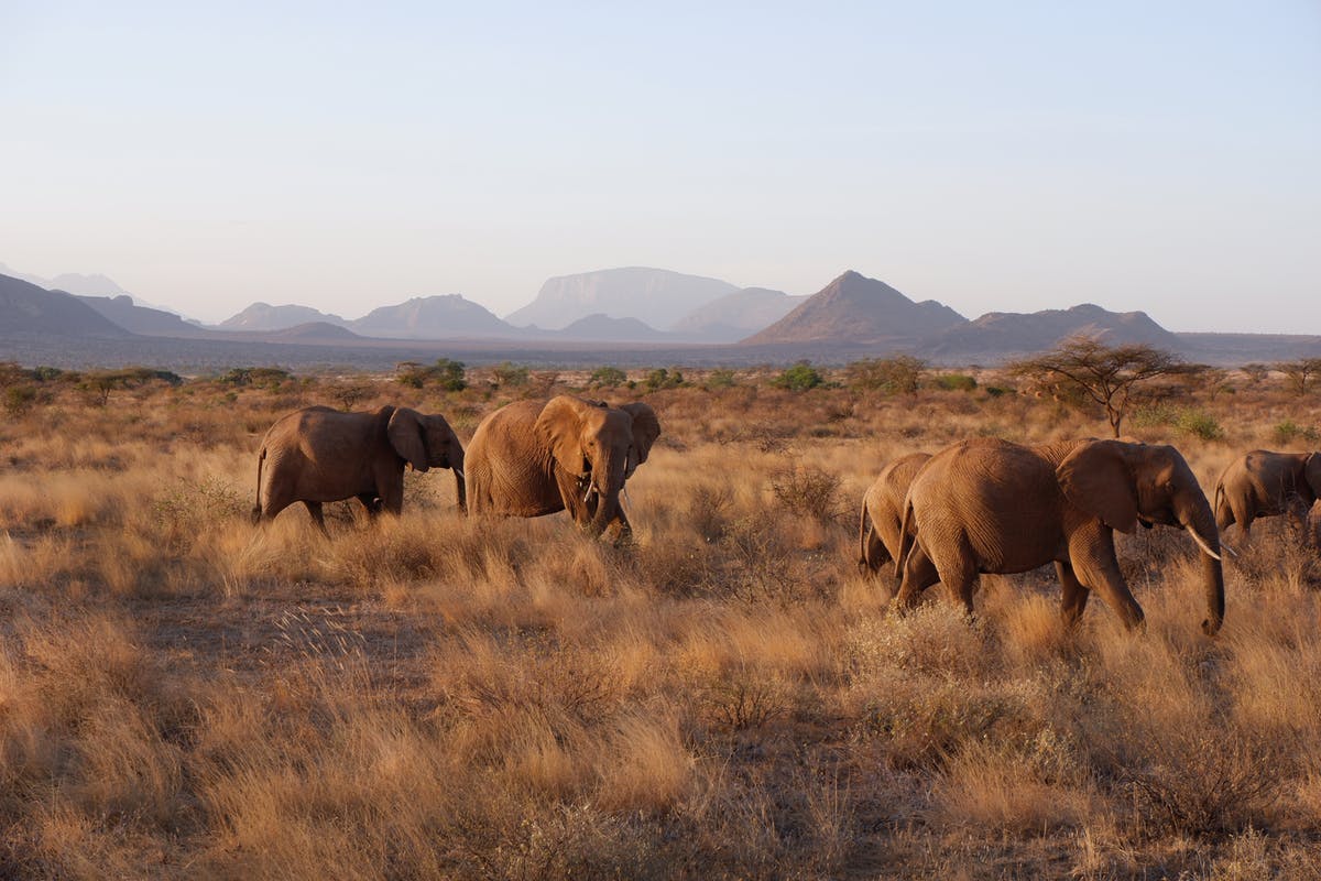 elephant animal mammal wildlife savanna field grassland outdoors nature