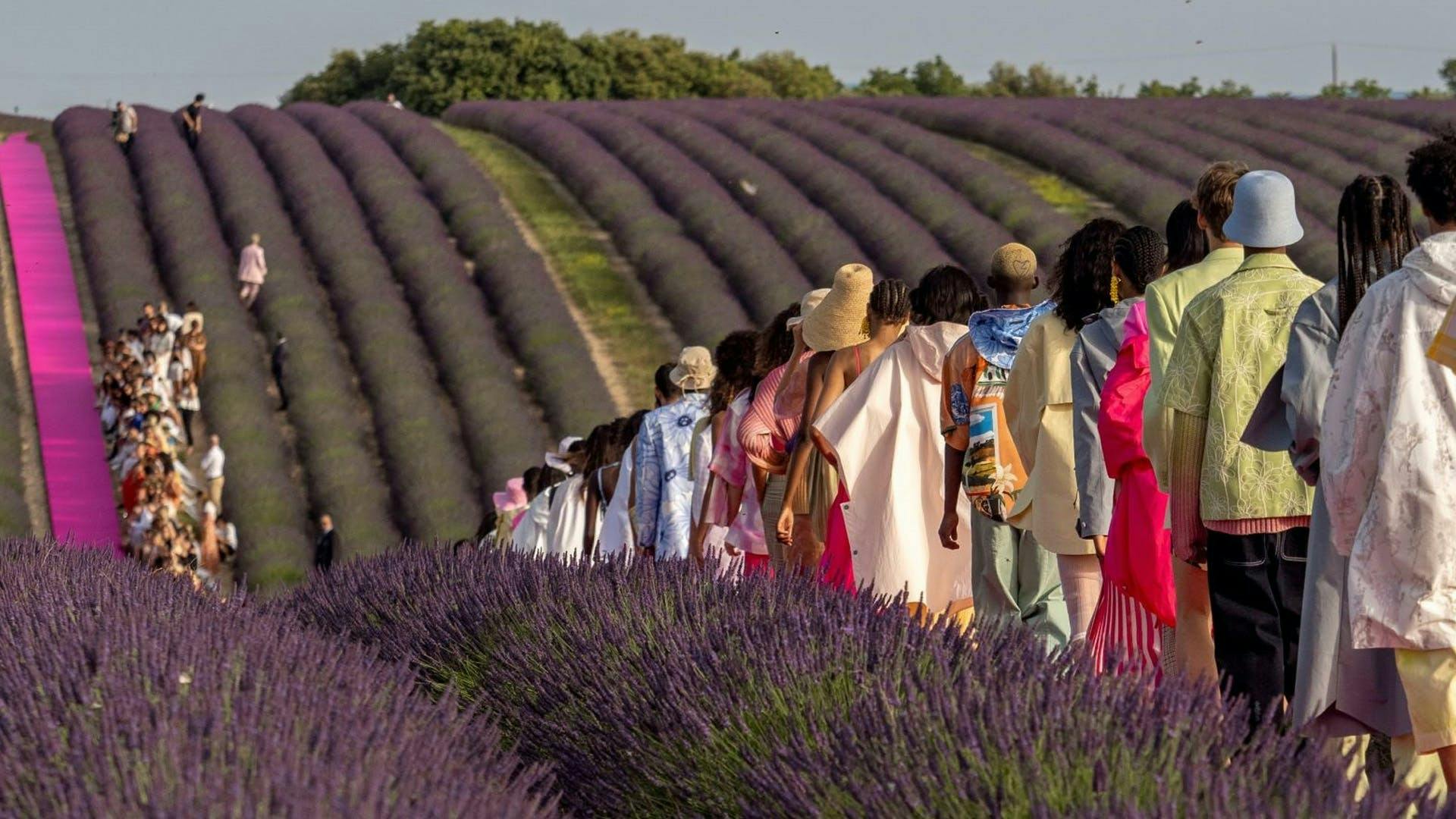 plant person human lavender field outdoors