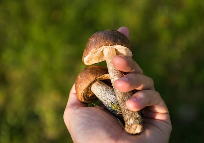 person human finger plant agaric fungus mushroom