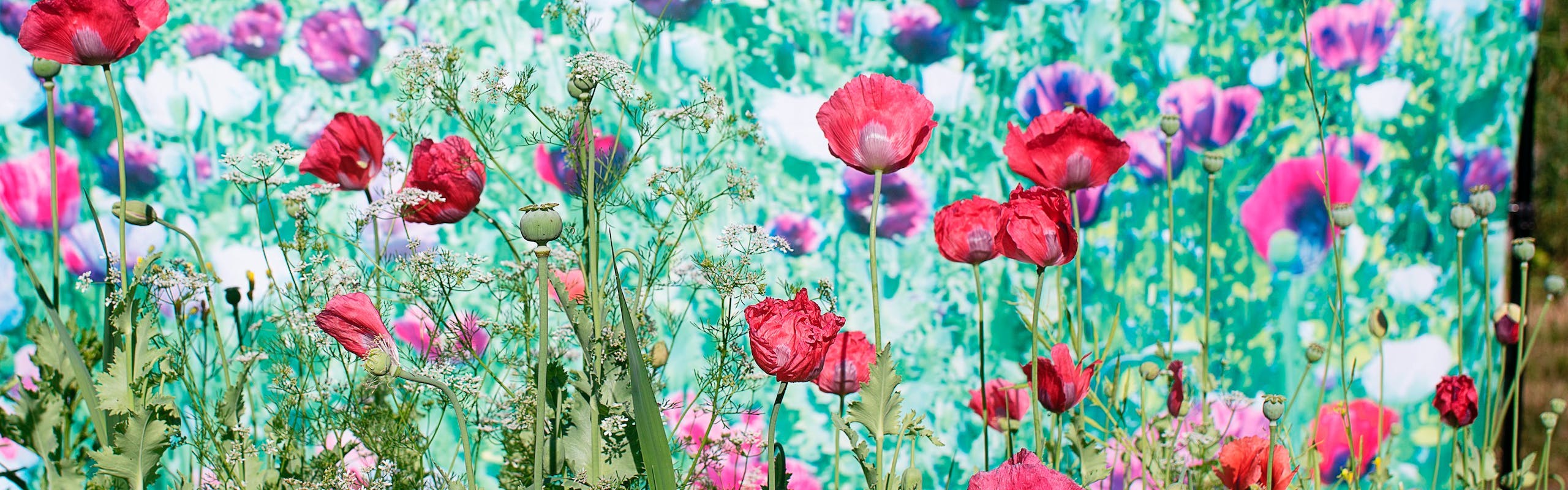 Pao Houa Her, untitled (real opium, behind opium backdrop), 2020, lightbox, 132 x 165 cm (52 x 65 in), © Pao Houa Her, Courtesy Bockley Gallery.  