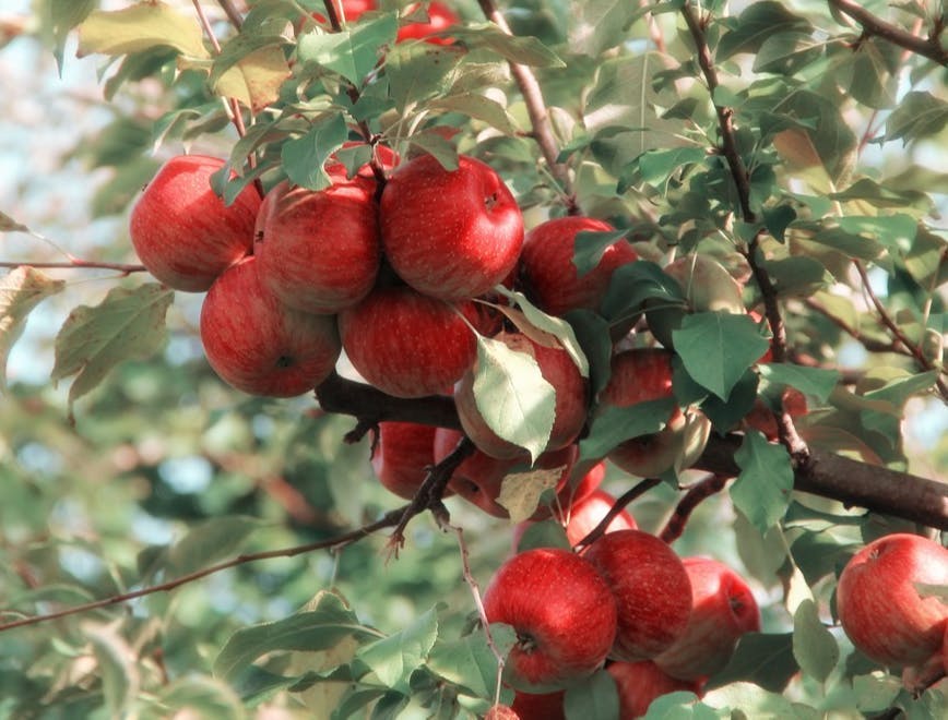 fruit produce food plant apple
