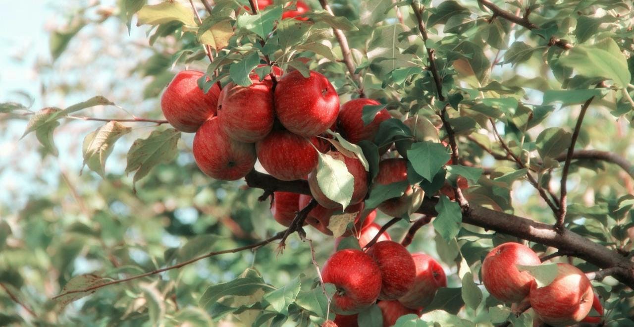 fruit produce food plant apple