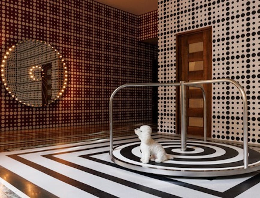 floor indoors interior design flooring animal canine dog mammal pet home decor
