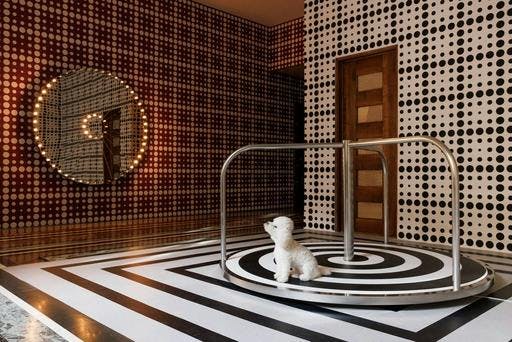 floor indoors interior design flooring animal canine dog mammal pet home decor